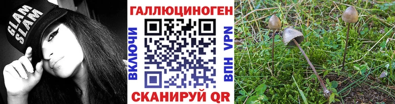 Галлюциногенные грибы Psilocybe  Печора 